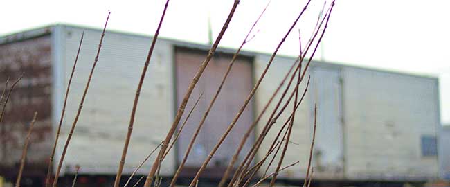 The Scarlet Cord visitors will step into a 40' shipping container lined with 30 weathered doors